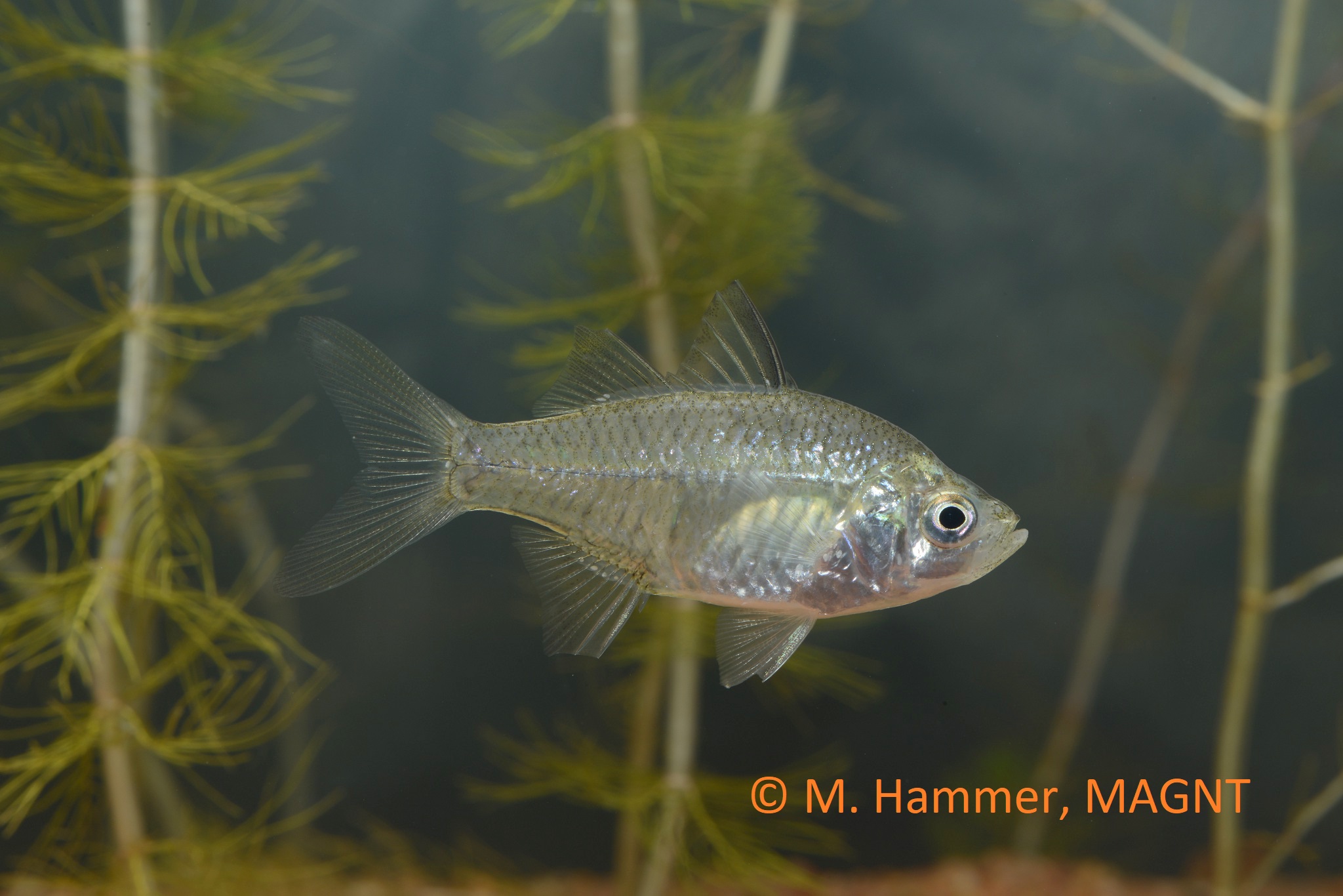 Species page - qld.gov.au