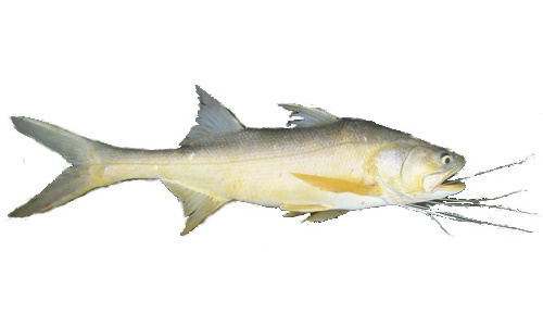 Species page - qld.gov.au