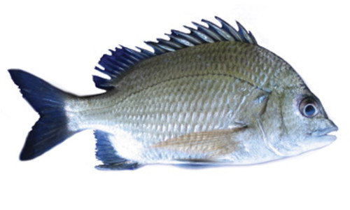 Prye Fish Species page - qld.gov.au