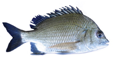 Species page - qld.gov.au