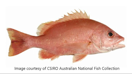 Species page | Recreation, sport and arts | Queensland Government
