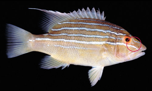 Species page - qld.gov.au