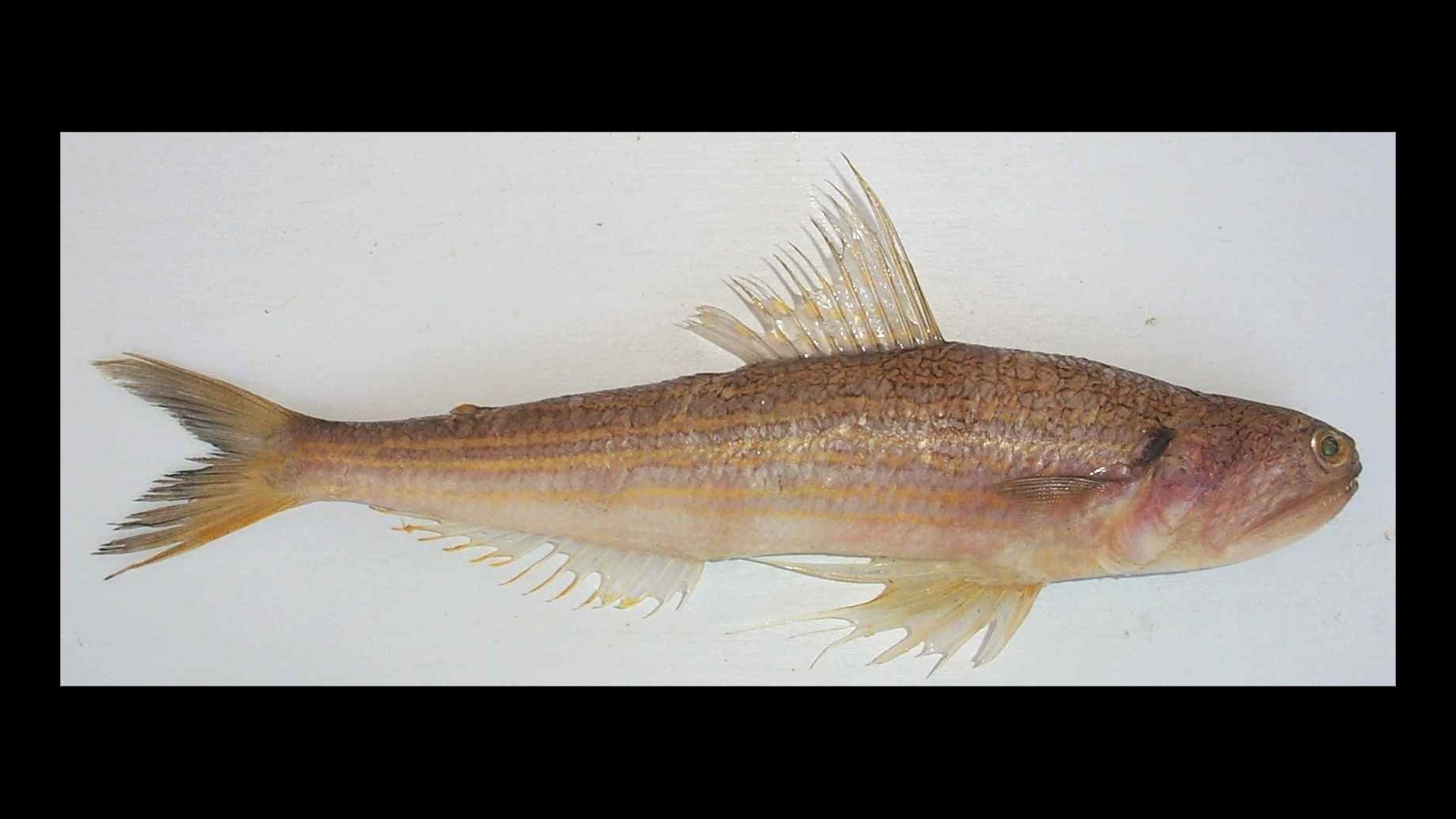 Species page - qld.gov.au