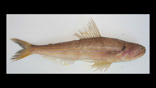 Species page - qld.gov.au