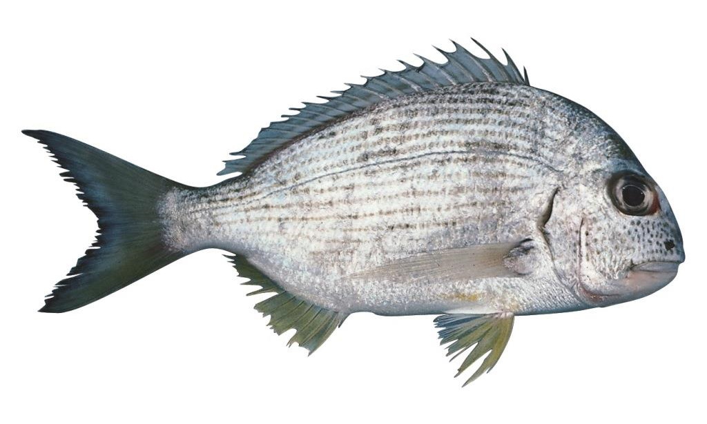 Species page - qld.gov.au