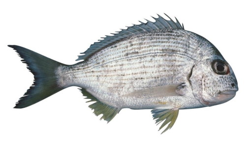 Manhattan Lignende våben Fish species identification | Recreation, sport and arts | Queensland  Government