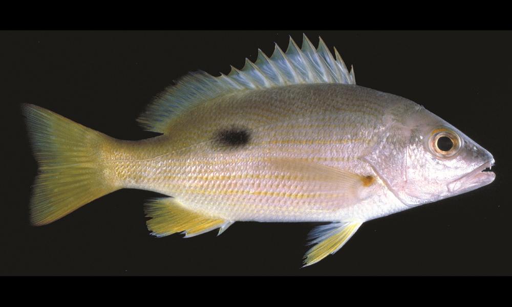 Qld Snapper Species page - qld.gov.au
