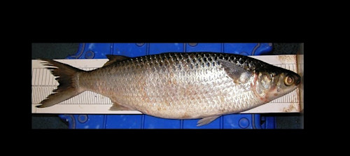 Species page - qld.gov.au