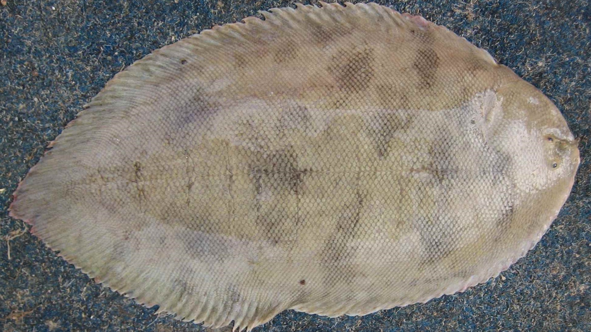 Species page - qld.gov.au