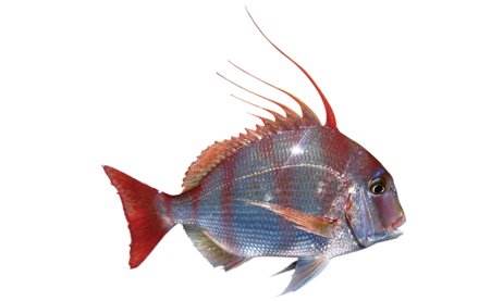 Species page - qld.gov.au