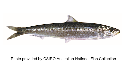 Australian fish species deals