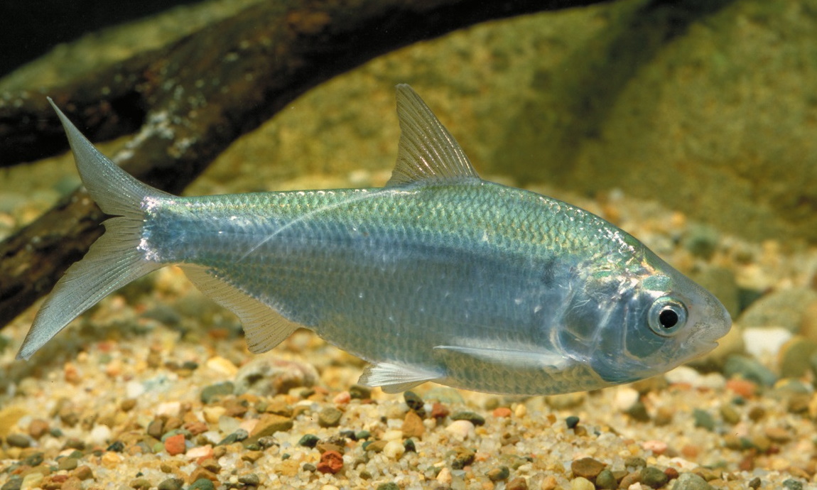 Small silver hot sale freshwater fish