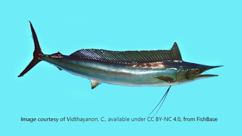 Species page - qld.gov.au