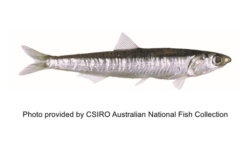 Fish species identification  Recreation, sport and arts