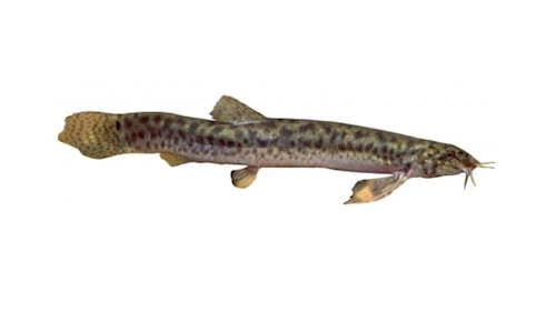 Species page | Recreation, sport and arts | Queensland Government