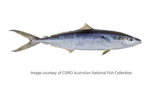 Species page - qld.gov.au