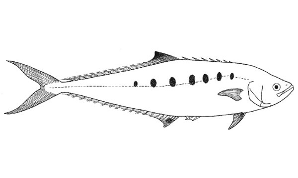 Quecotl Fish Species page - qld.gov.au
