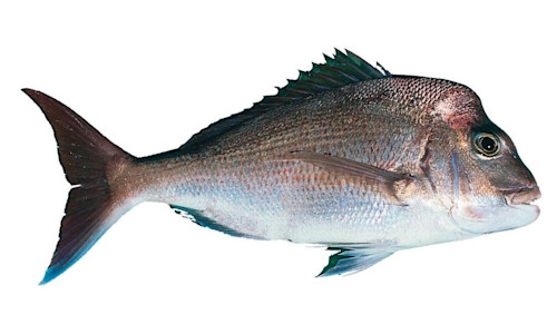 Species page - qld.gov.au
