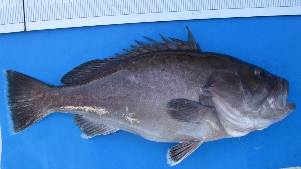 Species page - qld.gov.au