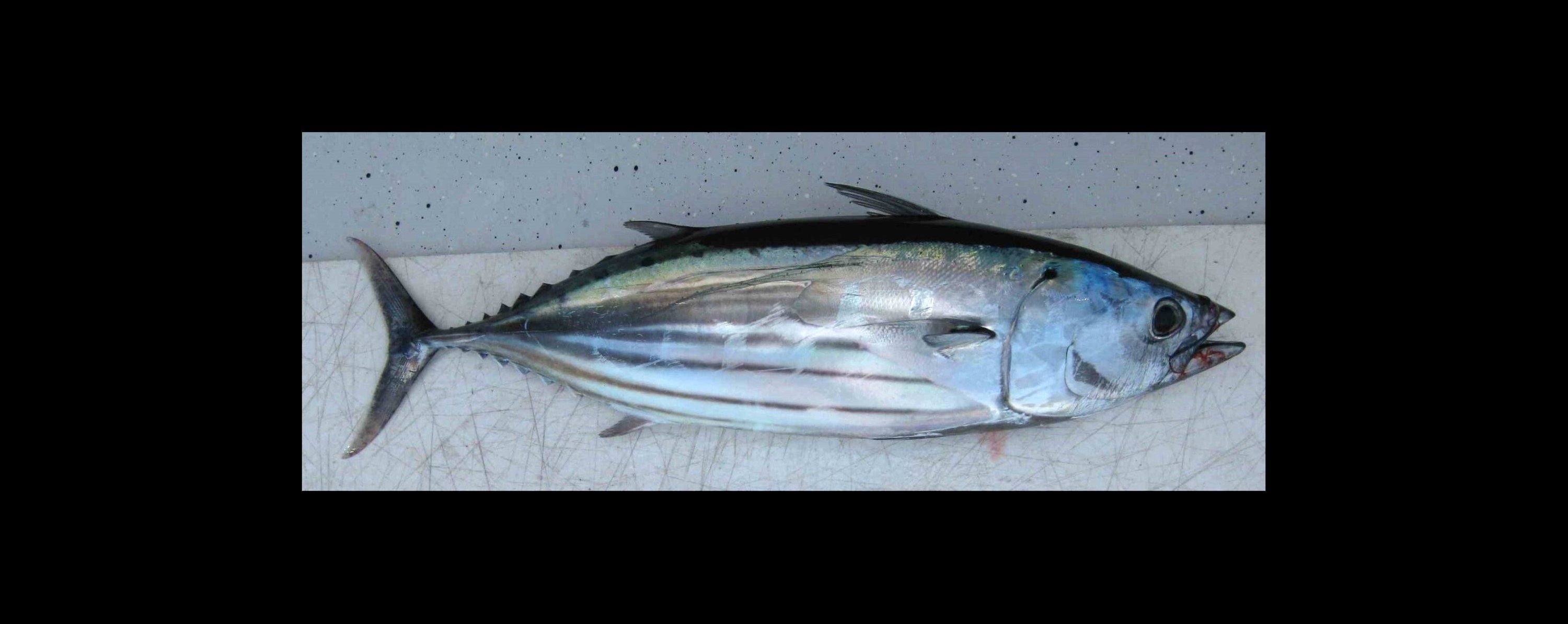 Species page - qld.gov.au