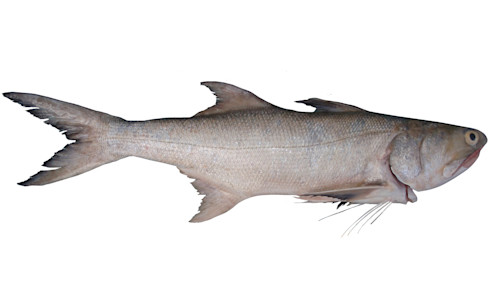 Species page - qld.gov.au