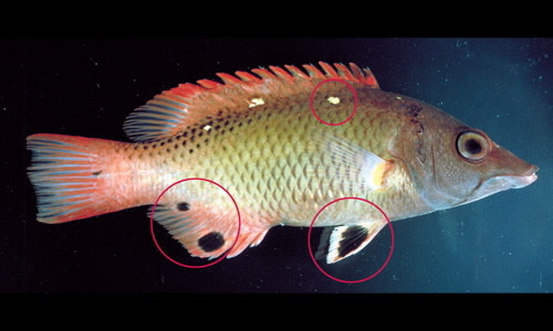 Species page - qld.gov.au