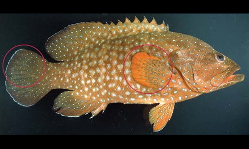 Species page - qld.gov.au