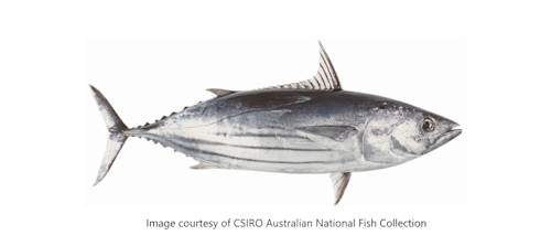 Species page - qld.gov.au