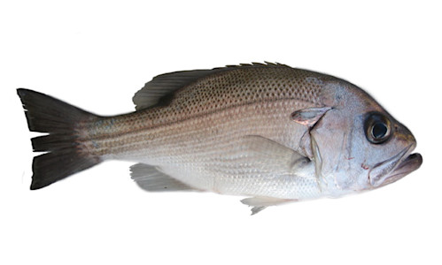 Species page - qld.gov.au