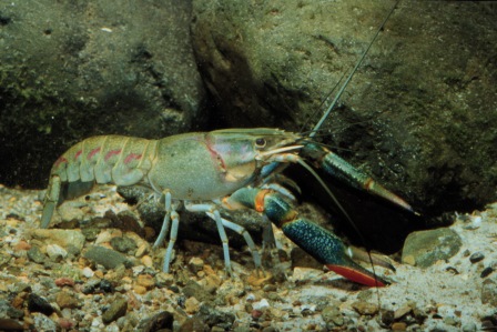 Species page - qld.gov.au