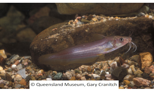 Tylander Fish Species page - qld.gov.au