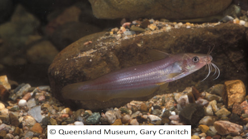 Species page - qld.gov.au