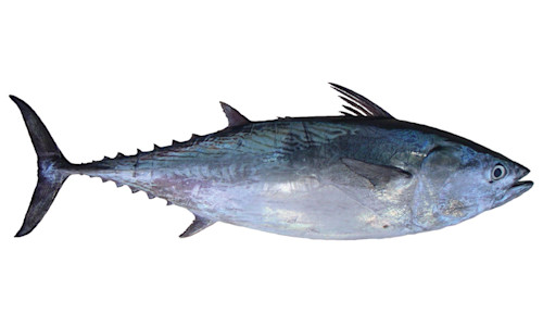 Species page - qld.gov.au