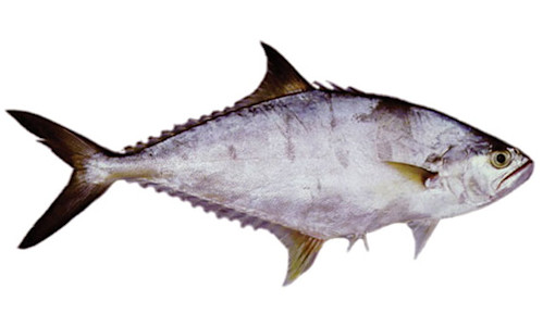 Species page - qld.gov.au