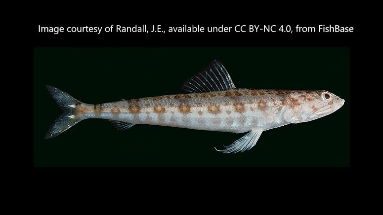 Species page - qld.gov.au