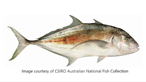 Species page - qld.gov.au