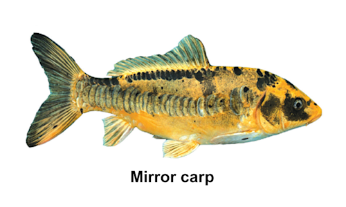 Species Page Qld gov au species-page-qld-gov-au