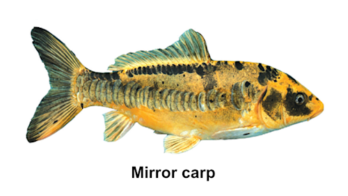 species-page-qld-gov-au