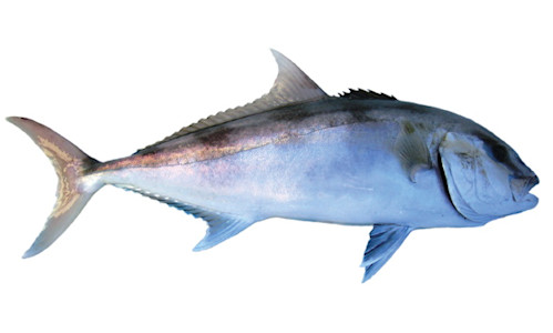 Species page - qld.gov.au