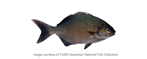 Species page - qld.gov.au
