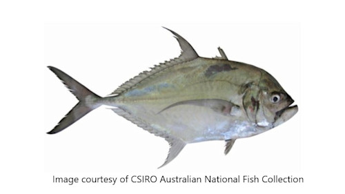 Species page | Recreation, sport and arts | Queensland Government