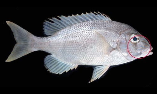 Species page - qld.gov.au