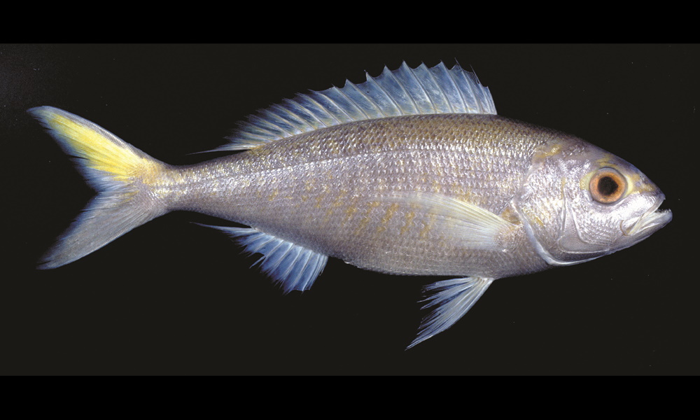 Qld Snapper Species page - qld.gov.au