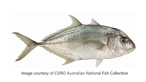 Species page - qld.gov.au