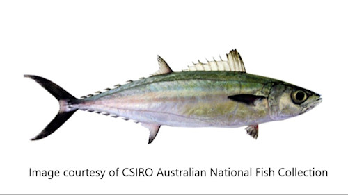 Species page - qld.gov.au