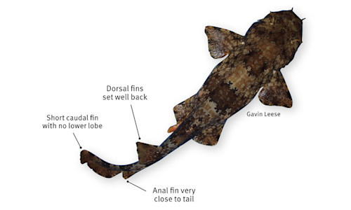 Species page - qld.gov.au