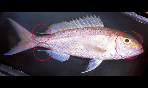 Species page - qld.gov.au