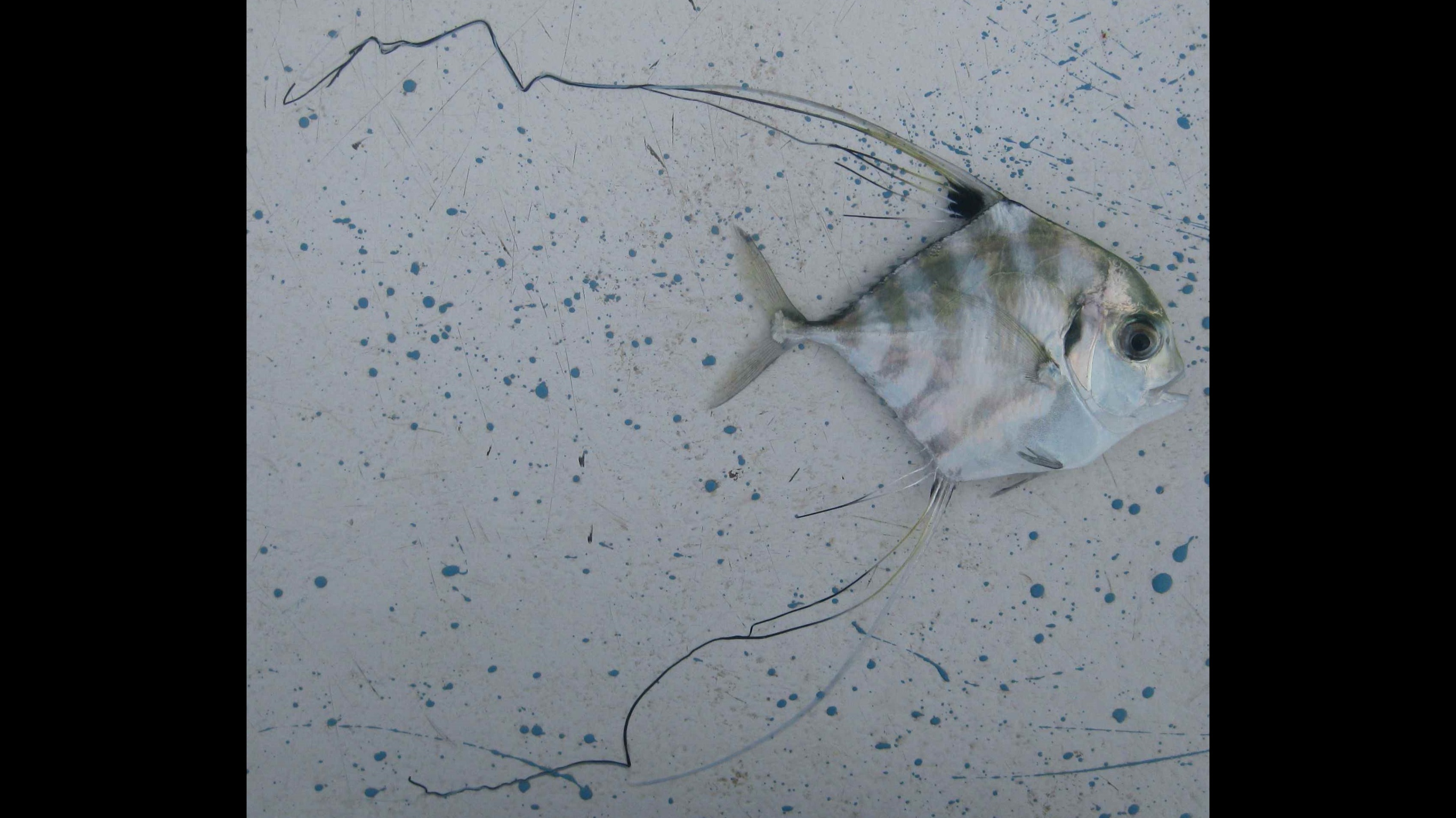 Species page - qld.gov.au