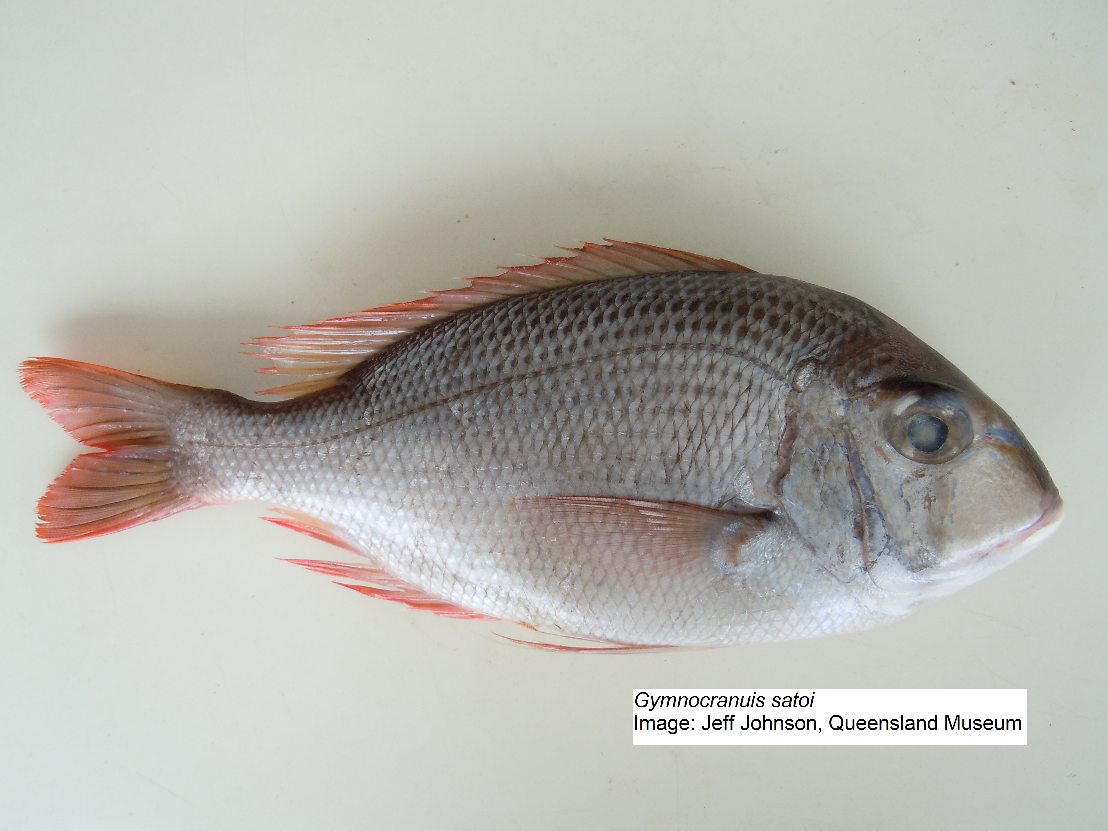 Species page - qld.gov.au