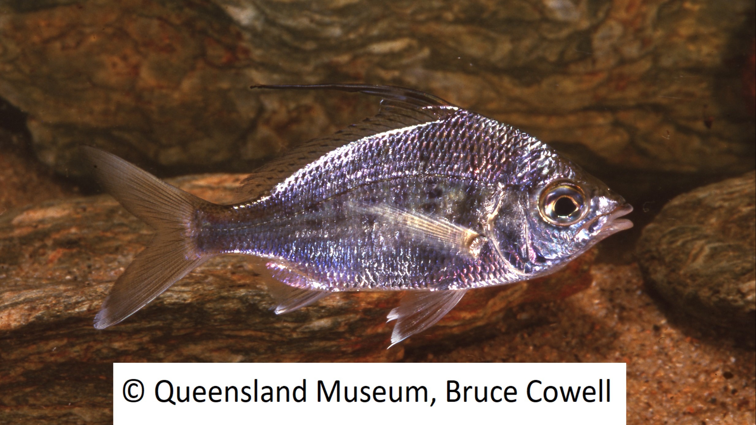 Species page - qld.gov.au